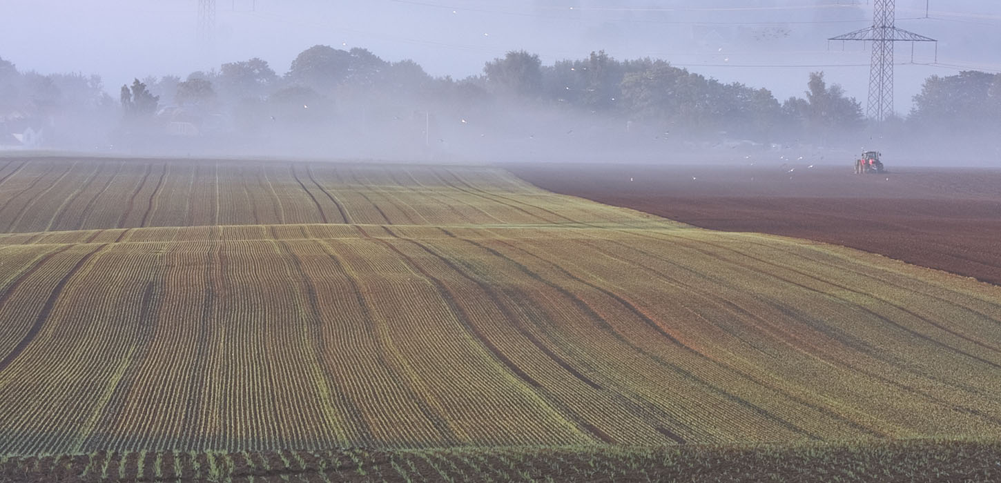 Mark i morgendis
