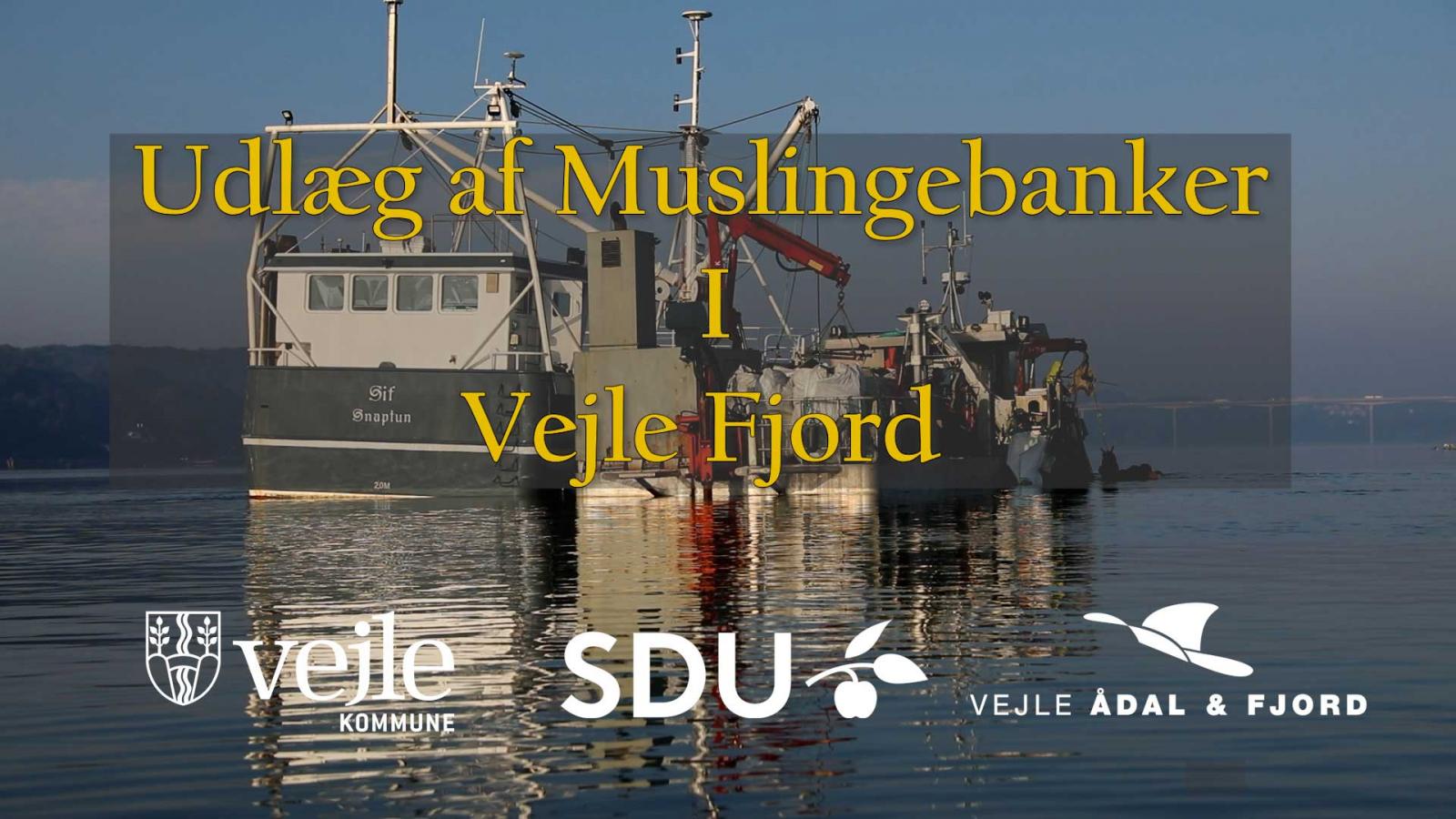 Muslingebanker i Vejle Fjord