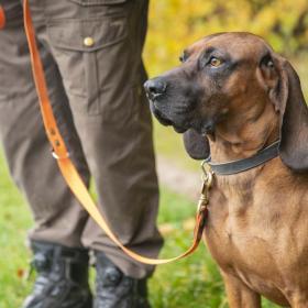 Hund i snor kampagne